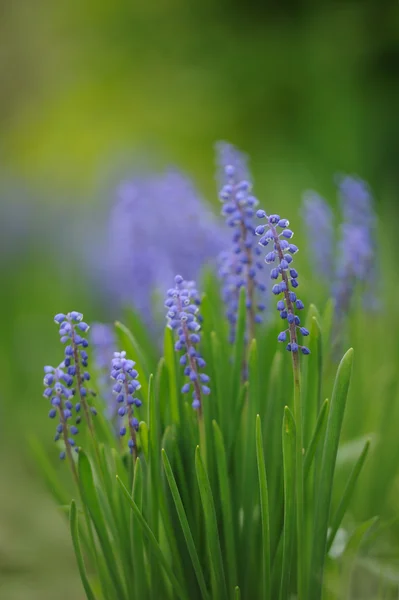 Muscari hyacinth in spring garden — Stock Photo, Image