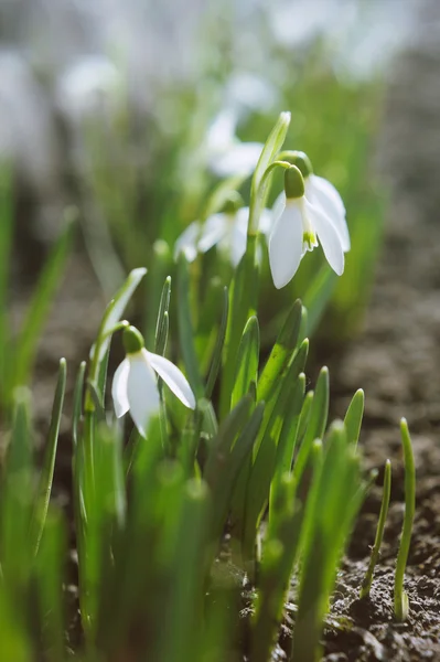 Beautiful white snowdrops in a de focused spring garden — Stock Photo, Image