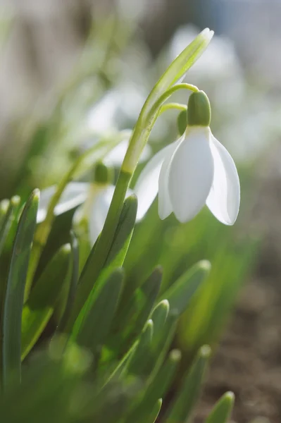 Mooie witte sneeuwklokjes in een gericht lentetuin — Stockfoto