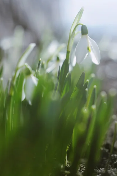 Beautiful white snowdrops in a de focused spring garden — Stock Photo, Image