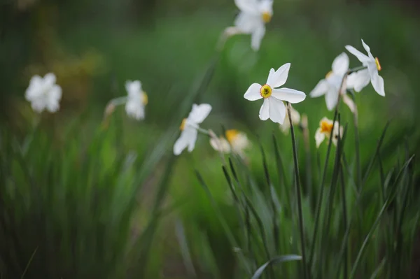 Beautiful white narcissus in spring garden — Stock Photo, Image