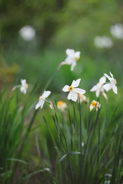 Piękny biały Narcyz w wiosenny ogród — Zdjęcie stockowe