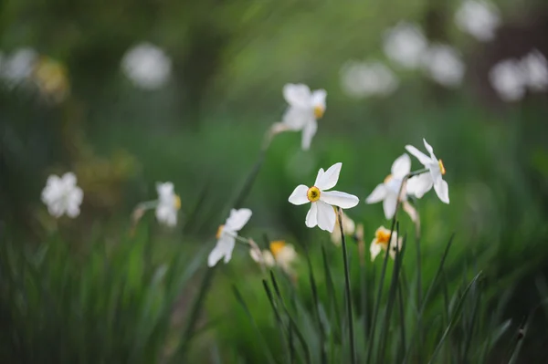 Belo narciso branco no jardim da primavera — Fotografia de Stock