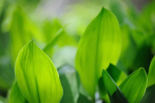 Natural background with fresh green leaves in spring — Stock Photo, Image