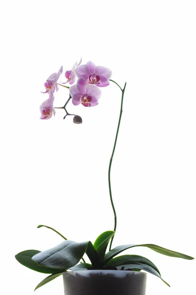 Pembe renkli phalaenopsis orkide çiçek şube — Stok fotoğraf