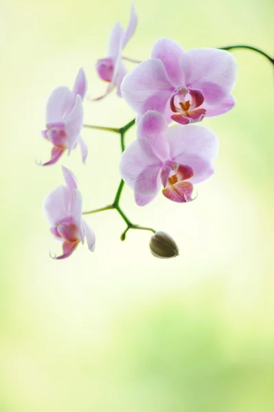 Ramo colorido rosa da flor da orquídea de phalaenopsis — Fotografia de Stock