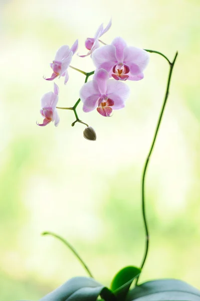 Ramo colorido rosa da flor da orquídea de phalaenopsis — Fotografia de Stock
