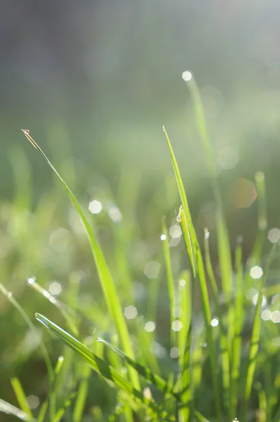 Świeża trawa zielona z woda spada w porannym słońcu promienie — Zdjęcie stockowe