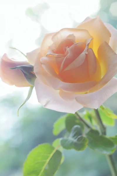 Hermosa rosa fresca en jarrón en la ventana — Foto de Stock