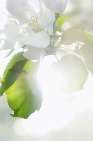 Bouquet de pommier fruitier à fleurs blanches — Photo