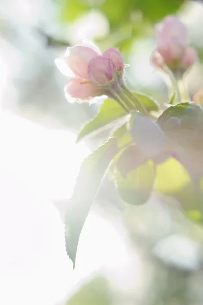 Bando de macieira de frutas de flor branca — Fotografia de Stock