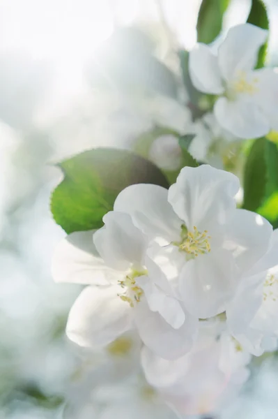 Bouquet de pommier fruitier à fleurs blanches — Photo