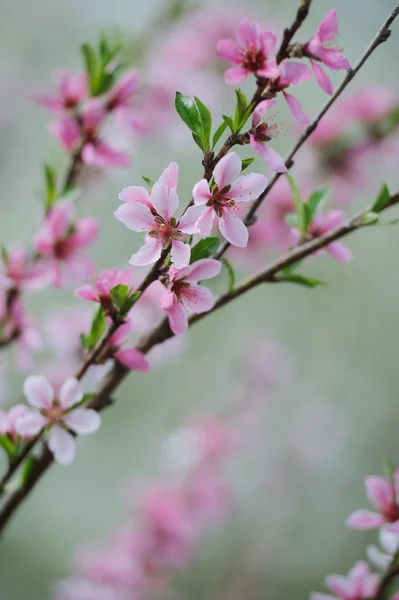 Joukko vaaleanpunainen kukka hedelmäpuu — kuvapankkivalokuva