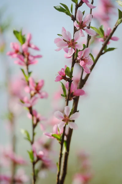 Pembe çiçek meyve ağacı demet — Stok fotoğraf