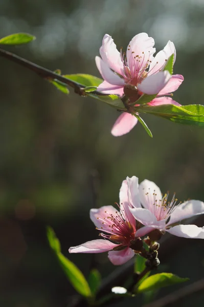 Bund rosa blühender Obstbäume — Stockfoto