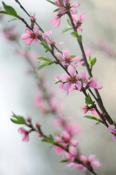 Куча розового цветка фруктового дерева — стоковое фото