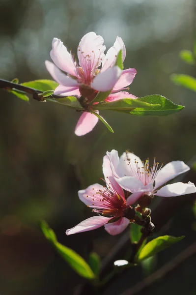 Bunch of pink blossom fruit tree — Stock Photo, Image