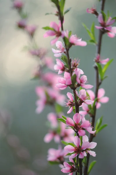 Pembe çiçek meyve ağacı demet — Stok fotoğraf