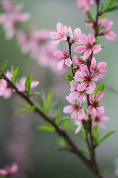 Pembe çiçek meyve ağacı demet — Stok fotoğraf