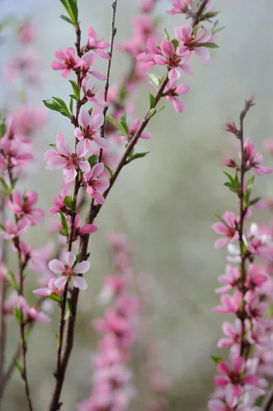 Pembe çiçek meyve ağacı demet — Stok fotoğraf