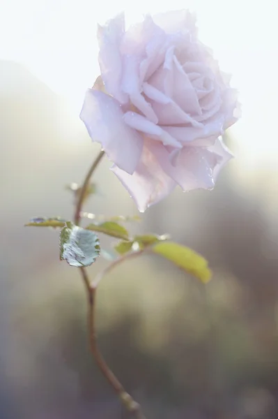 Bella rosa rosa in un giardino con raggi del sole del mattino — Foto Stock