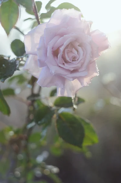 Piękna róża różowy ogród rano słońce promienie — Zdjęcie stockowe