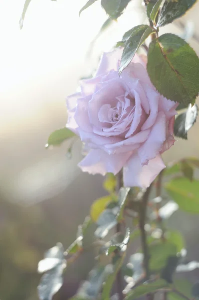Розовая роза в саду с утренними солнечными лучами — стоковое фото