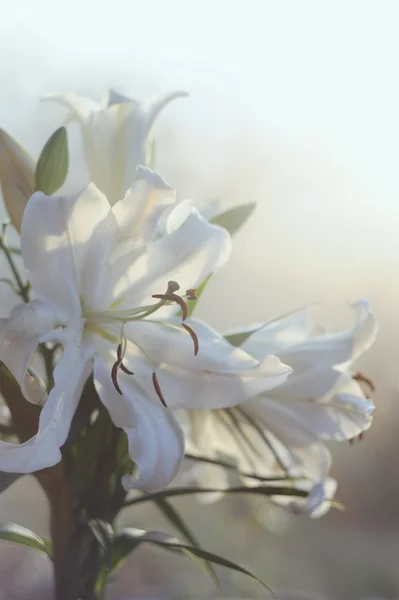 Sabah yapraklara bahçe içinde güzel beyaz zambak — Stok fotoğraf