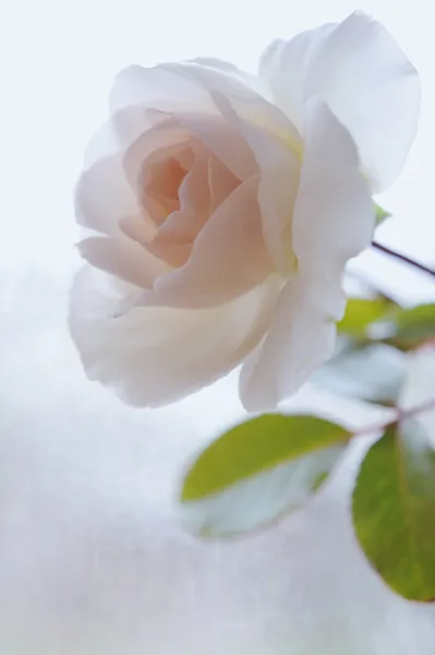 Hermosa rosa fresca en jarrón en la ventana — Foto de Stock