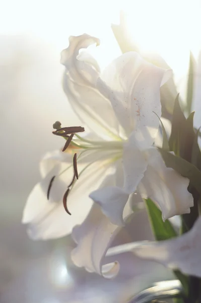 Hermoso lirio blanco en los rayos del sol de la mañana en el jardín — Foto de Stock