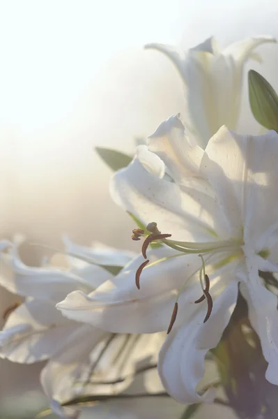 Piękna biała lilia w rano promieniami słońca w ogrodzie — Zdjęcie stockowe