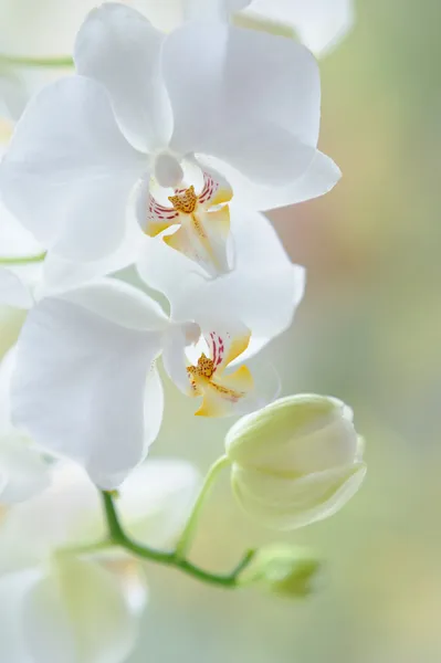 Beyaz phalaenopsis orkide çiçek şube