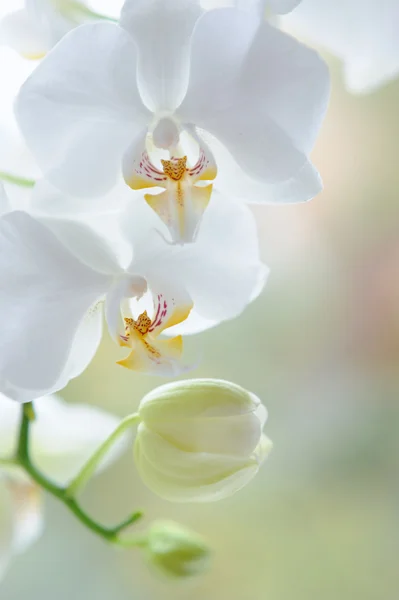 Braço branco da flor da orquídea de phalaenopsis — Fotografia de Stock