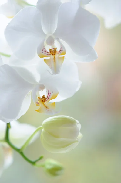 Beyaz phalaenopsis orkide çiçek şube