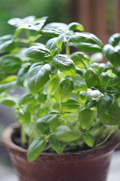 taze baharat ve otlar Bahçe. Yeşil fesleğen