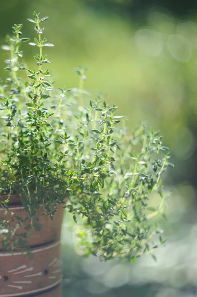 Fresh spice and herbs in the garden. Thyme on nature background — Stock Photo, Image