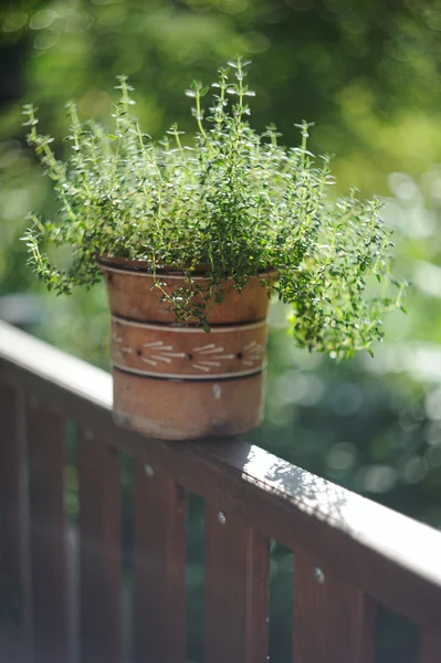 Especiarias frescas e ervas no jardim. Tomilho no fundo da natureza — Fotografia de Stock