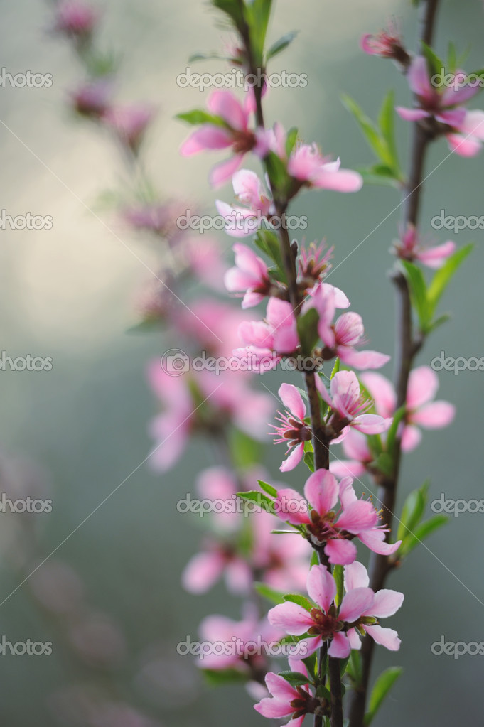 Bouquet Darbre Fruitier Fleur Rose Photographie Moravska