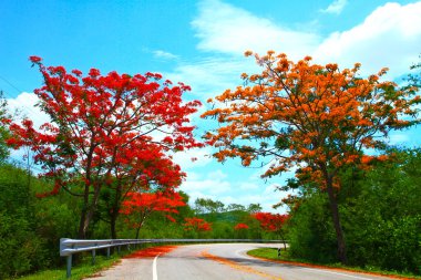 bir şekilde doğaya