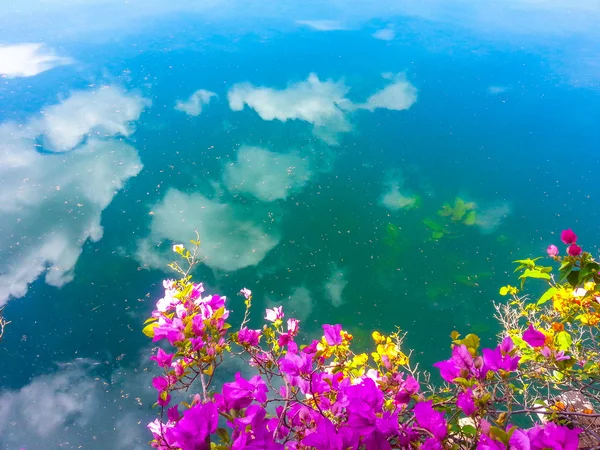 ağaçlar, gökyüzünün yansıması ile sahildeki