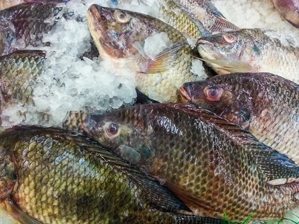 Tilapia, fish — Stock Photo, Image