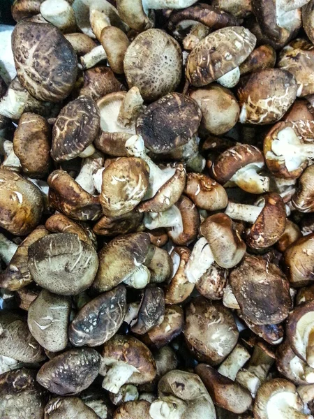 Mantarları kapatın.