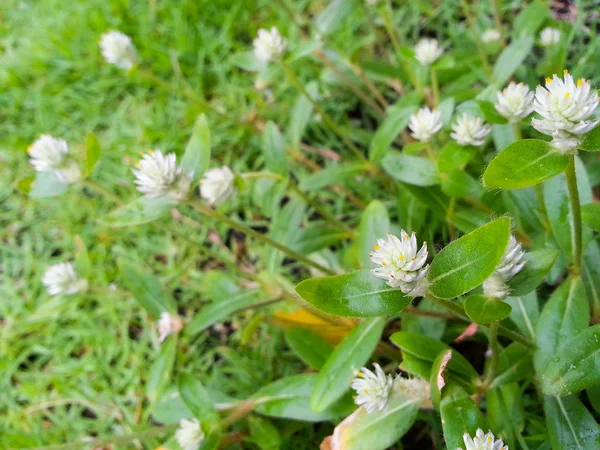 bir çayırda beyaz çiçekler