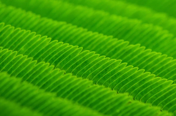 yeşil yapraklar desen