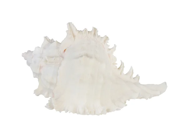 beyaz zemin üzerinde Marine deniz kabuğu