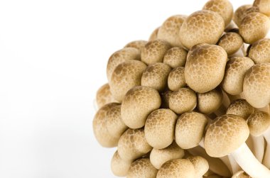 Kayın mantarı izole üzerinde beyaz arka plan