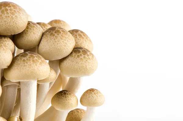 Kayın mantarı izole üzerinde beyaz arka plan