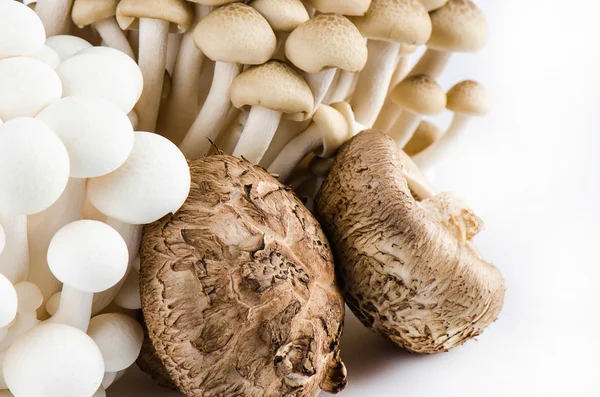 Beyaz arkaplanda izole edilmiş mantarlar