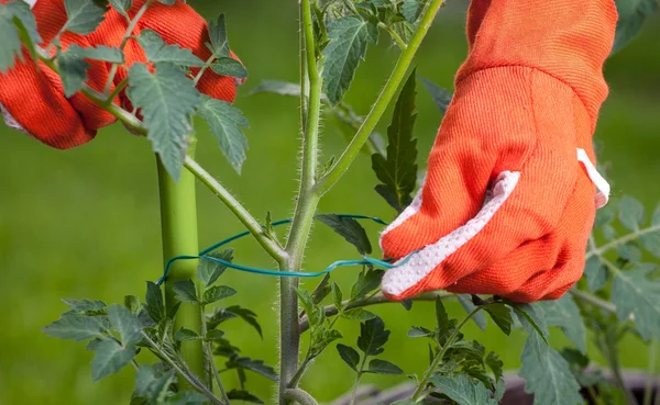 Woman gardening — Stock Photo, Image