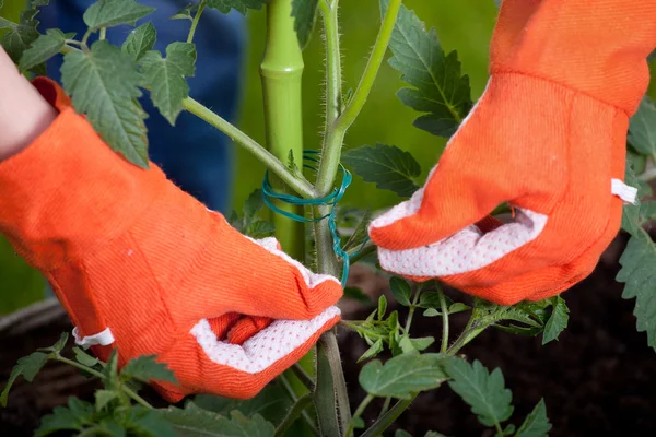 Mujer Jardinería — Foto de Stock